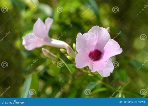 Pink Bower Vine Stock Photo Image Of Bower Garden