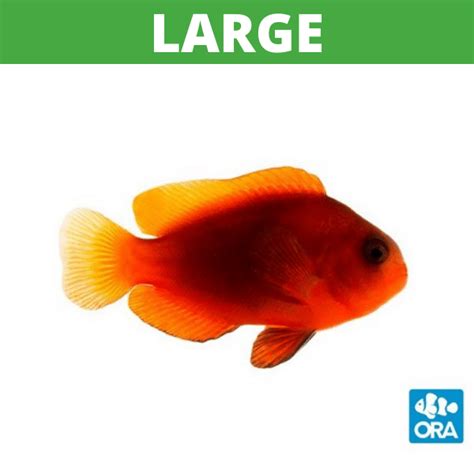 Buy ORA Naked Cinnamon Clownfish Captive Bred Reef Fish
