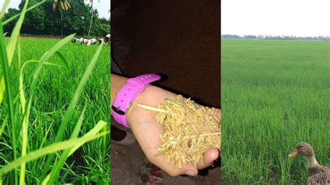 Rice Harvesting Machine Paddy Fields Modern Machine കൊയ്ത്തു മെഷീ