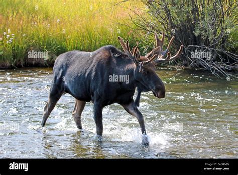 Bull moose in shedding velvet antlers crossing the Fish Creek tributary ...