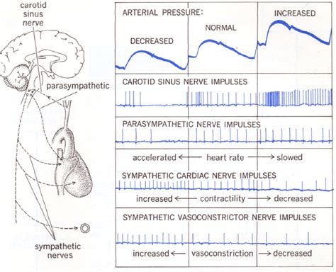 central nervous system desensitization | Arterial pressure, Central ...