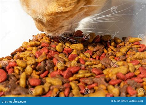 Cat eating dry food stock image. Image of feed, nature - 174314215