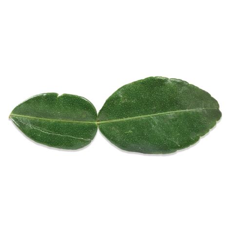 Buy Fresh Makrut Lime Leaves (Wild Lime Leaves, Kaffir Lime Leaves) in ...