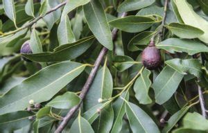 Bay Leaf Farming Information Guide Agri Farming