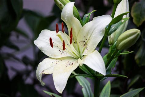 Cómo Cuidar El Lilium O Lirio Cuidados Y Características