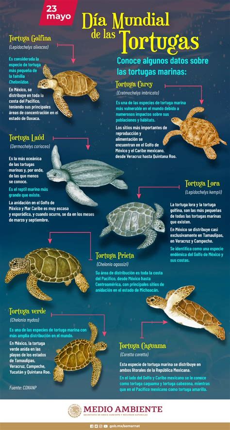 Borde Convergencia Sitio Datos Curiosos De Las Tortugas Pared Tesauro