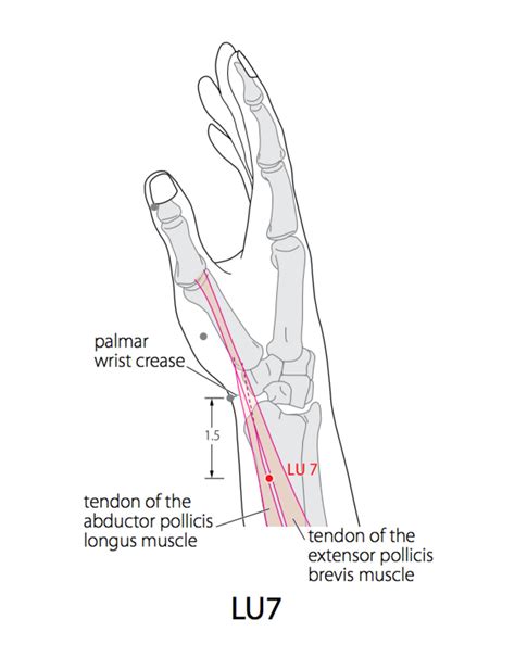 Acupuncture Point Lung Lu Acupuncture Technology News