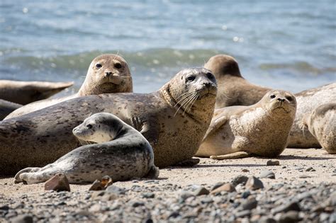 Un Territoire O Plusieurs Esp Ces Danimaux Ont Tabli Leur Royaume