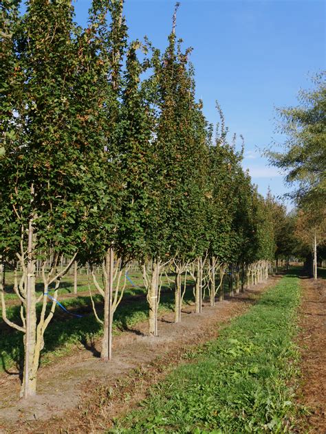 Acer campestre 'Green Column' | Acer campestre 'Green Column' - Van den