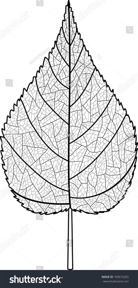 Leaf Veins Line Art Stock Vector (Royalty Free) 109675265 | Shutterstock