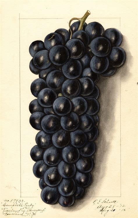 Vitis Campbells Early By Ellen Isham Schutt Artvee