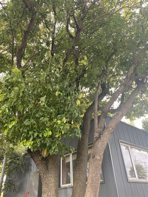 Camphor Tree From Universidad Cat Lica De La Sant Sima Concepci N