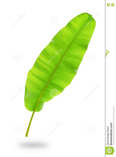 Banana Leaf Stock Photo Image Of Environment Space 74199628