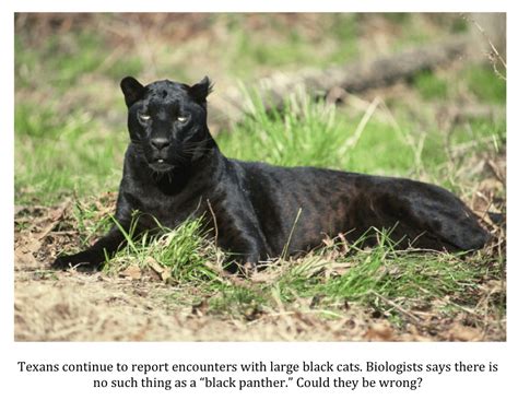 Texas Cryptid Hunter: More Black Panther Reports From Texas