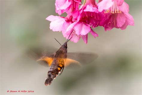 Hummingbirds On Okinawa By Shawn Miller Okinawa Nature Photography