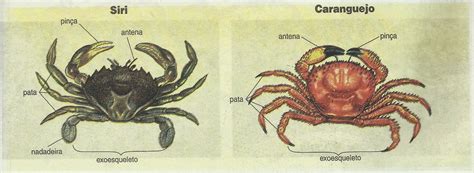 Segundo Ano Biologia Crust Ceos