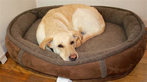 Orvis Dog Bed - Ultimate memory foam, wraparound, fleece comfort.