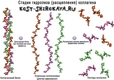 Коллаген против желатина: в чем разница? Как пить желатин для молодости ...