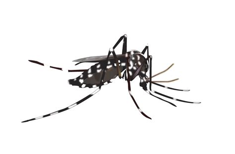 Mosquito Silhouette Vector at Vectorified.com | Collection of Mosquito Silhouette Vector free ...