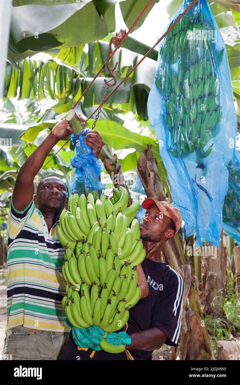 Jamaicaharvesting Bananas In The Plantation Of Jamaica Producers Group