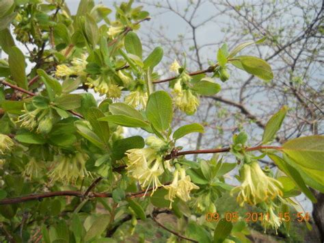 Жимолость нельзя обрезать, как крыжовник или смородину | уДачный проект ...