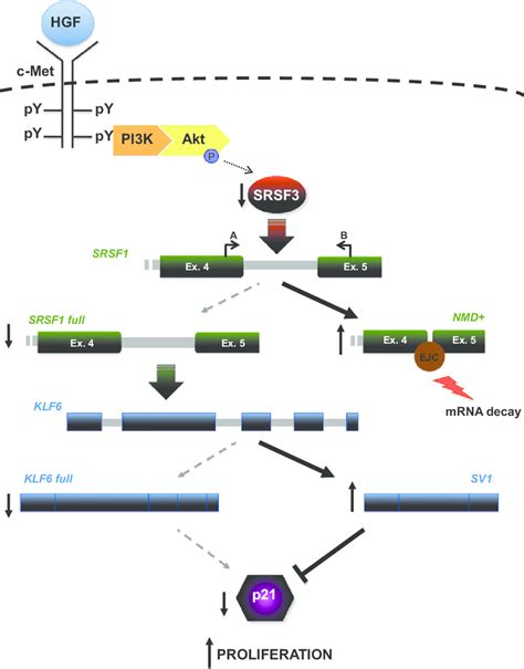 Proposed Model Linking Hgf Signaling To Klf As In This Model Hgf