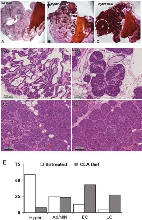 Top Alteration Of Mammary Gland Morphology By Cla A Wild Type