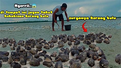 NGERIDI SINI SURGANYA KERANGBULU JANGAN TAKUT KEHABISAN KERANG