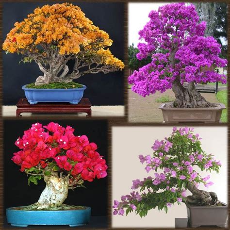 Espectaculares Amazings Bonsais Bougainvillea Conocidos Como Know As