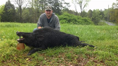 Guided Wild Hog Hunts – 704 outdoors