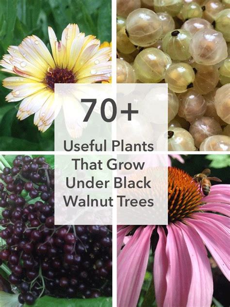 How To Have An Edible Garden Under Black Walnut Trees Daily Harvest