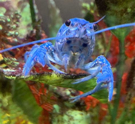 6 Reasons Why Pet Crayfish Make Such Awesome Pets