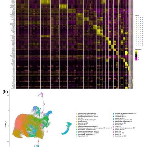 Cell Clusters Acquired From Single Cell Rna Sequencing Analysis The 30 Download Scientific