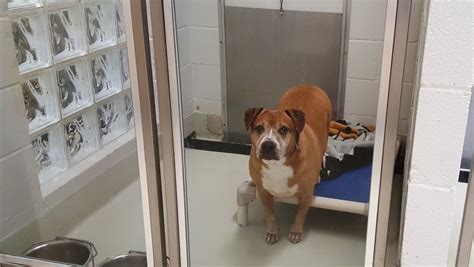 First dog anxiety medication to hit market