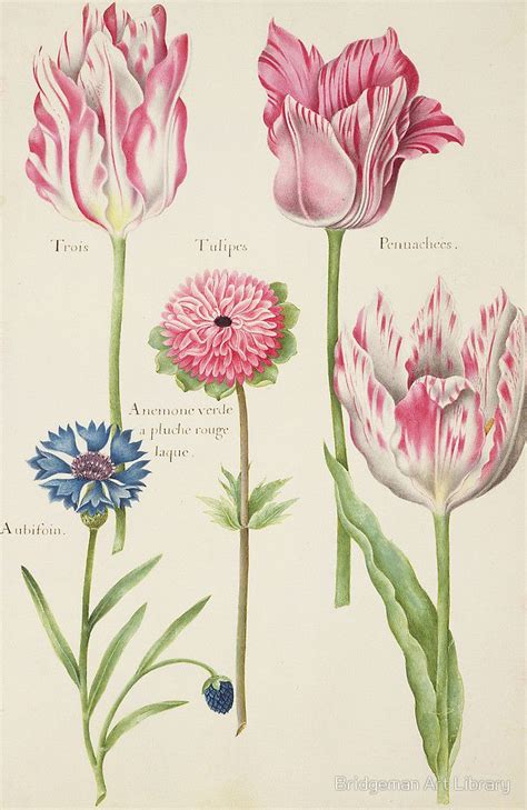 Flower illustration, Tulips art, Botanical drawings
