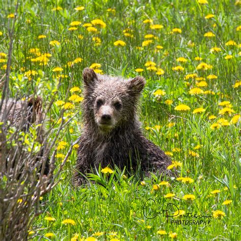 Newborn Grizzly Bear Cubs