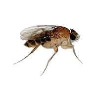 Phorid Fly Identification, Habits & Behavior | Batzner Pest Control in WI