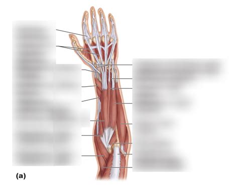 Muscles Of The Forearm Posterior Compartment Pt Diagram Quizlet