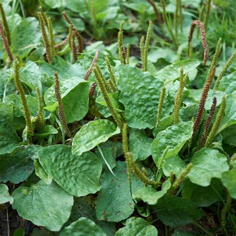 Plantain Plant