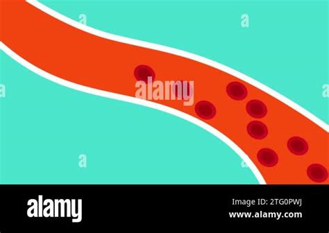 Fat blocking blood circulation inside a blood vessel 4K animation. Human anatomy and heart ...