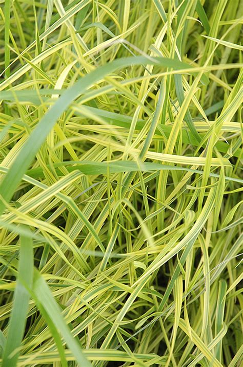 Oehme Palm Sedge Carex Muskingumensis Oehme In Inver Grove Heights