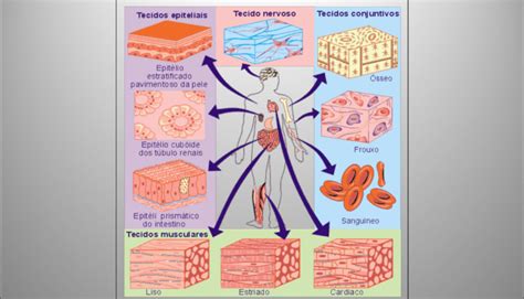 Histologia animal Resumo como os tecidos animais são formados tipos