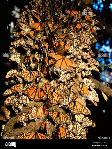 Las Mariposas Monarca Danaus Plexippus Que Cubre El Tronco De Un