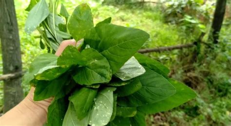 農村田間地頭常見的野菜，很多人不會做，教你一招學會 每日頭條