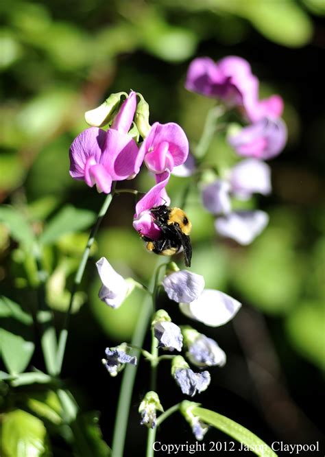 Bumblebee and Wildflowers 080711 | Jason Claypool - Live Music
