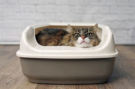 10 Weird Cat Litter Box Habits (Vet-Approved Explanation) - Catster