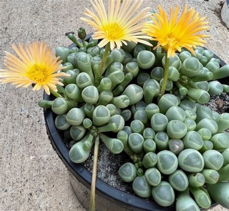 Baby Toes Fenestraria Rhopalophylla Aunts Garden