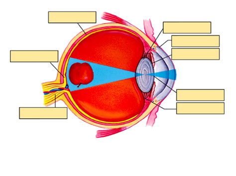 The Eye Diagram Quizlet