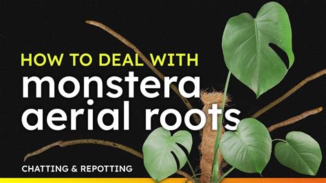 Monstera Deliciosa Repotting Dealing With Aerial Roots Like A Pro