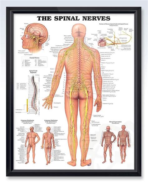 The Spinal Nerves Chart 20x26 Spinal Nerve Nerve Anatomy Spinal